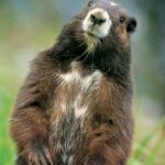 El día de la marmota, se celebra (una vez más)